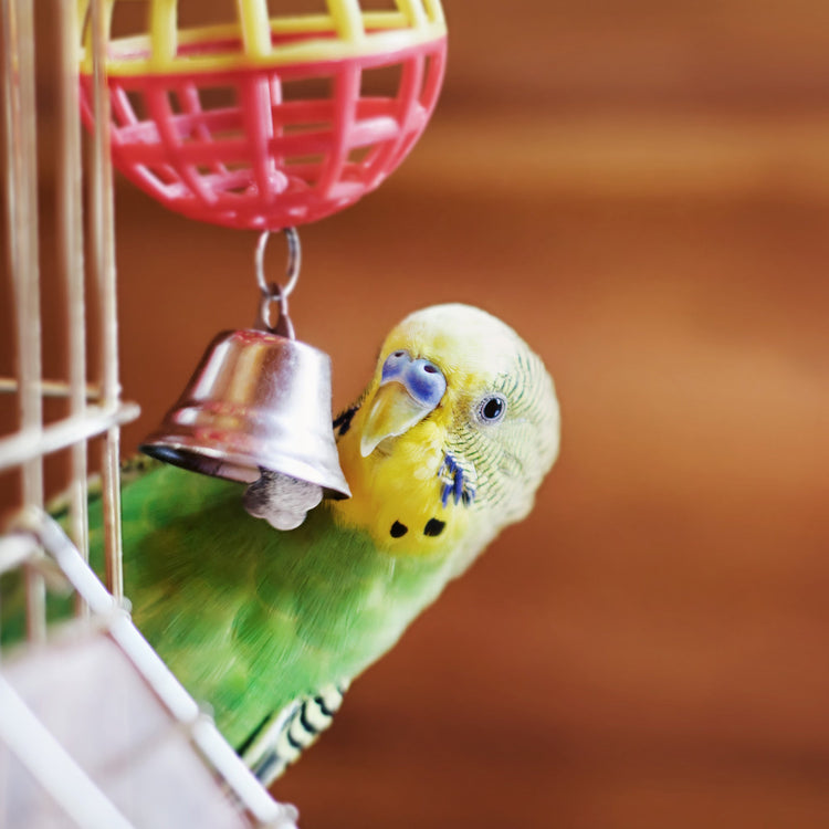 Bird Toys