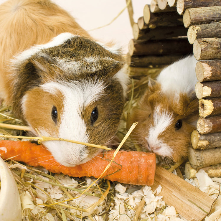 Natural Small Animal Toys