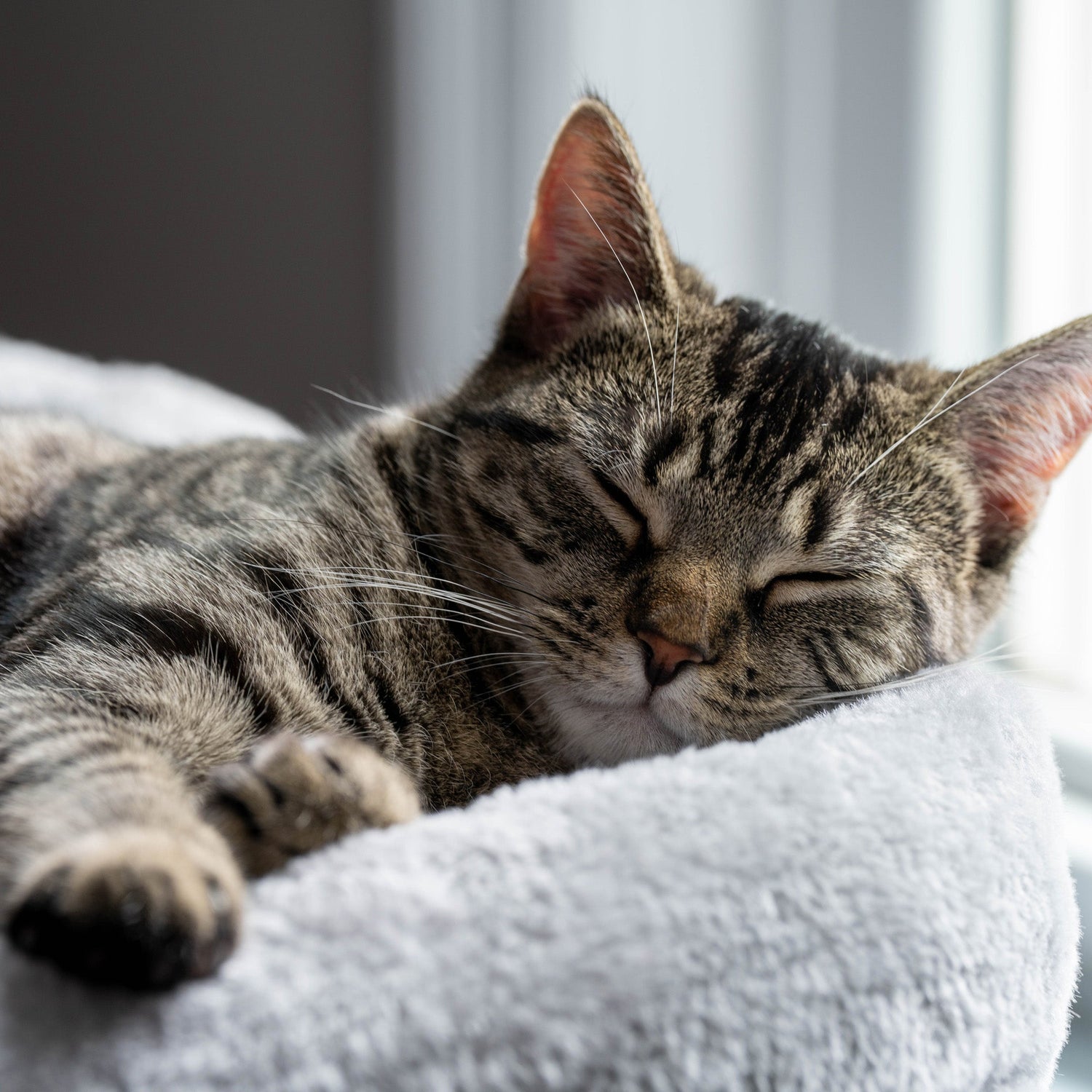 Cat Bedding