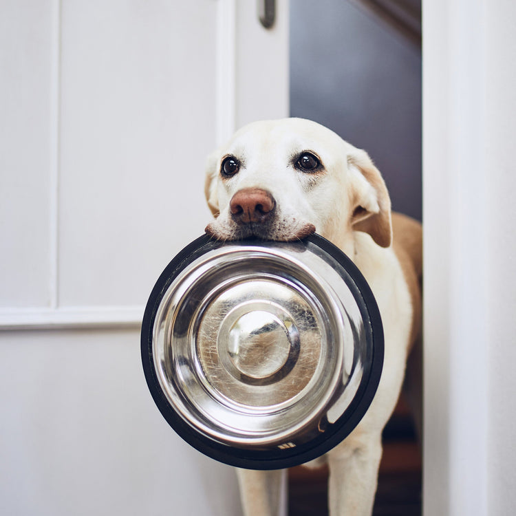 Dog Bowls