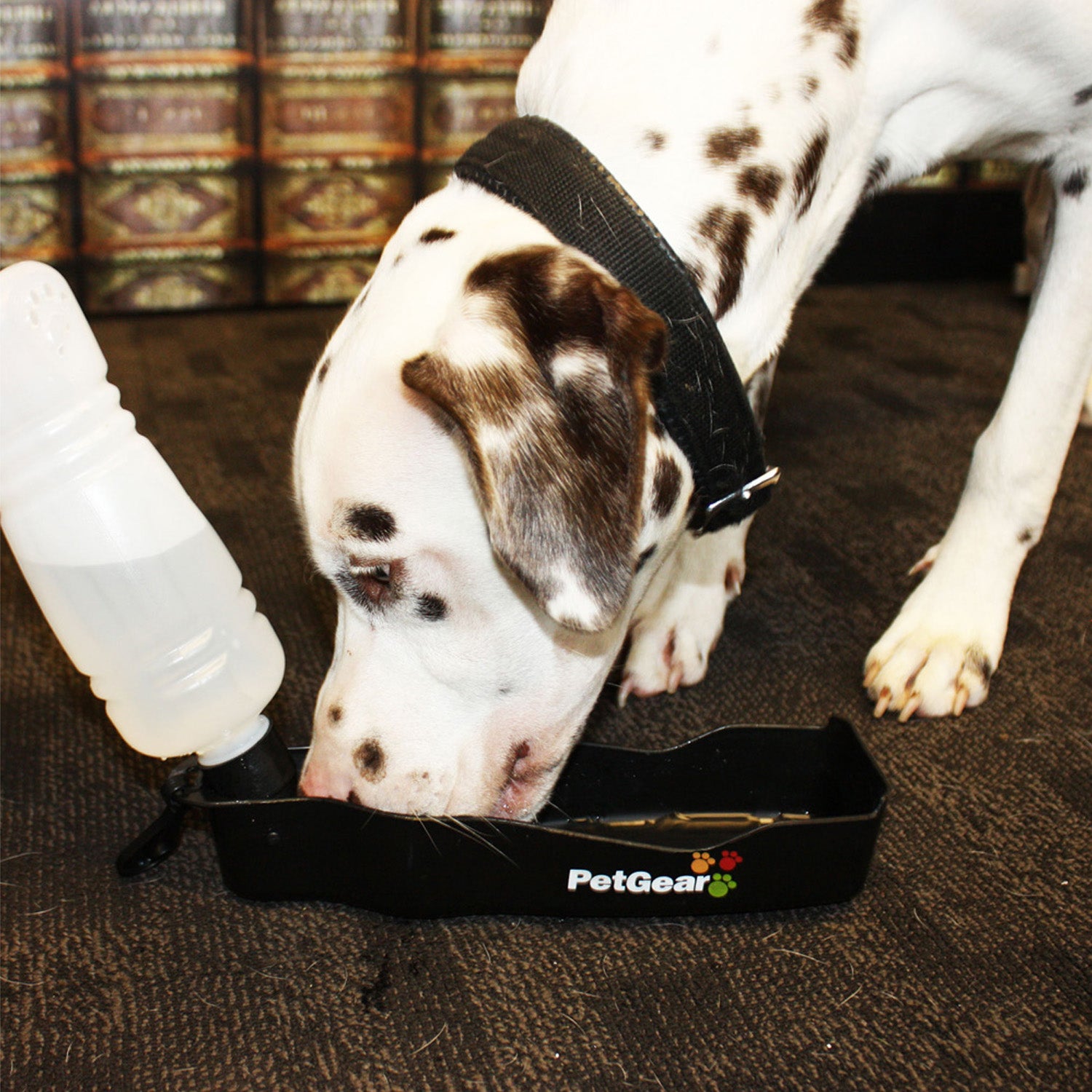 dog drinking water from dog travel water bottle