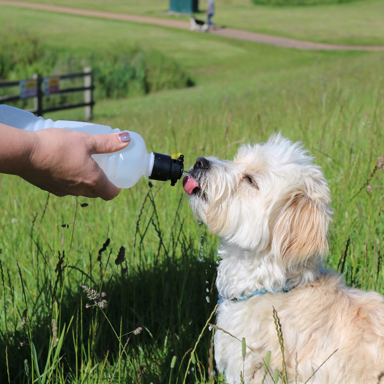 dog being given water from travel water bottle