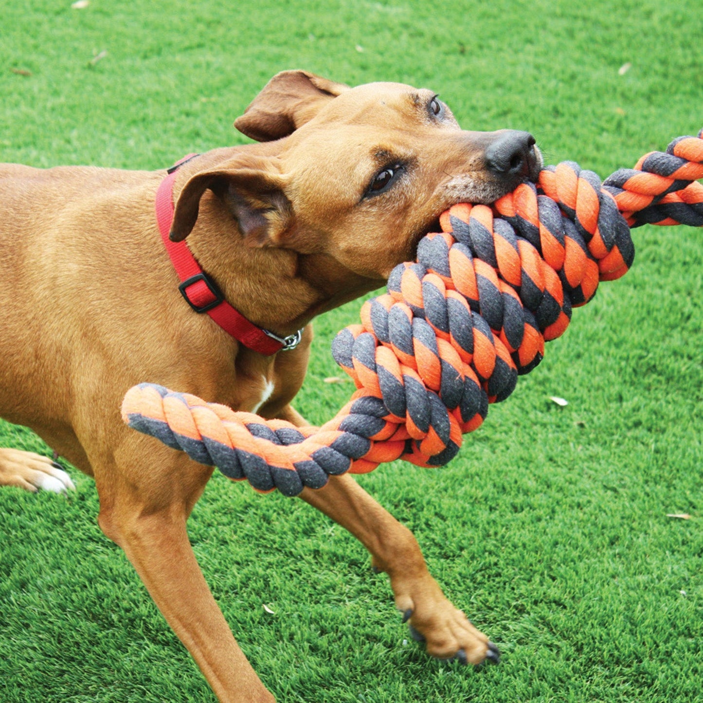 dog with giant rope knotted dog toy in mouth
