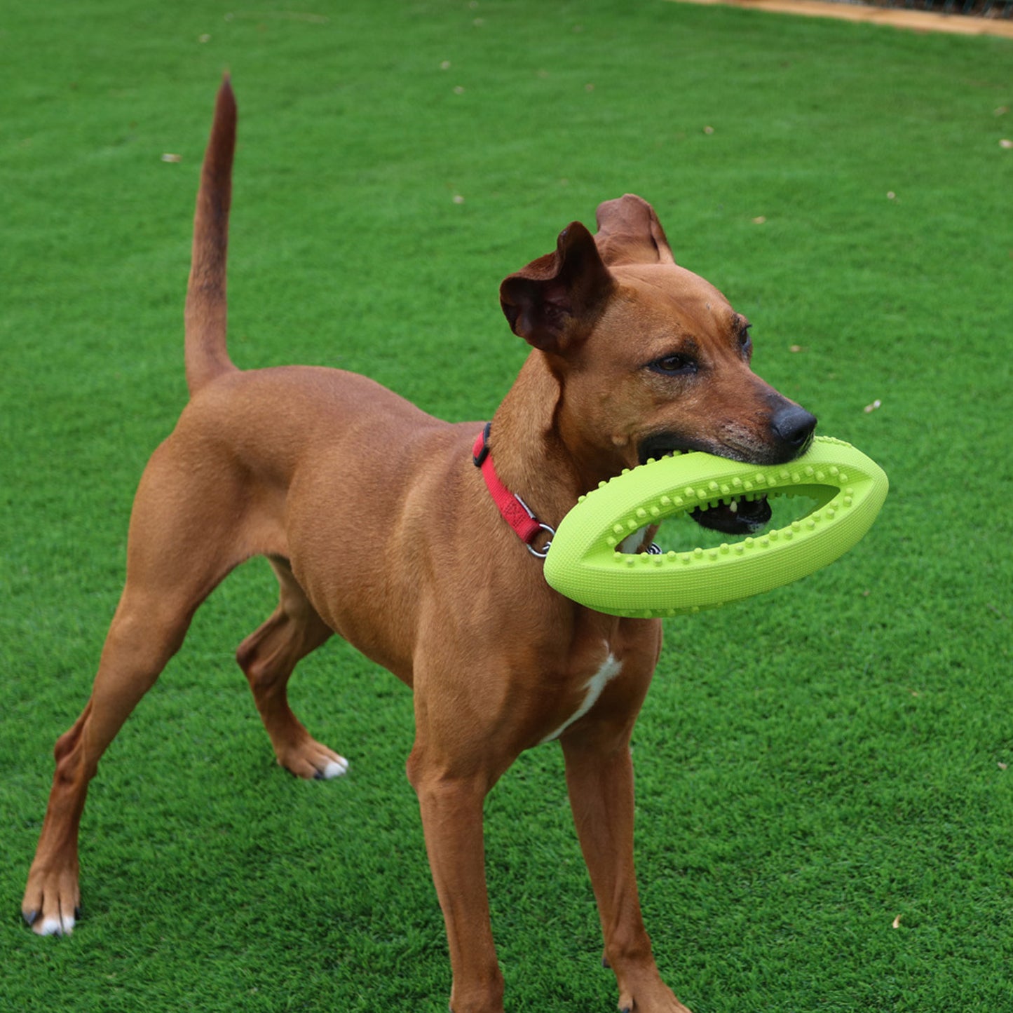 Grubber Tough Rugby Ball Dog Toy