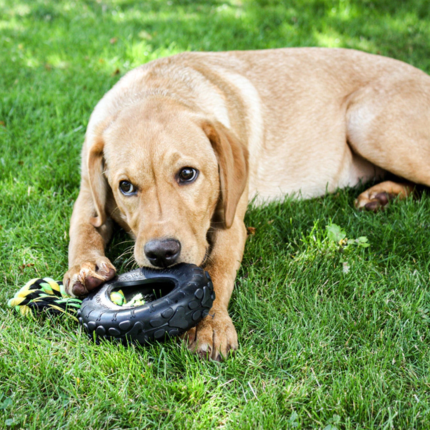 dog laid on grass with black tyre dog toy with durable rope