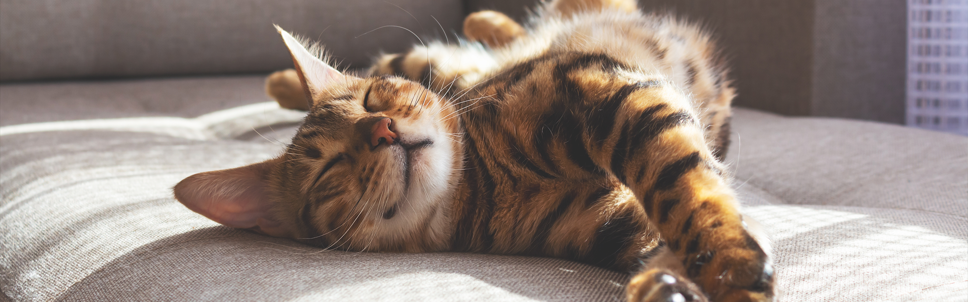a cat stretching out sleeping in the sun