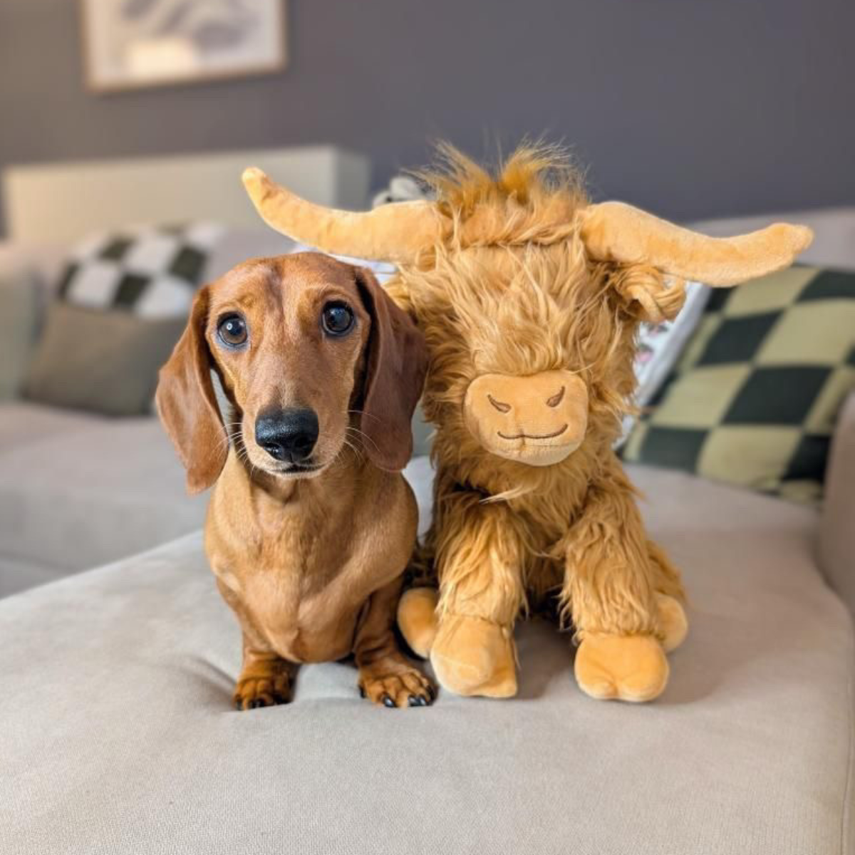 Jumbo Highland Cow