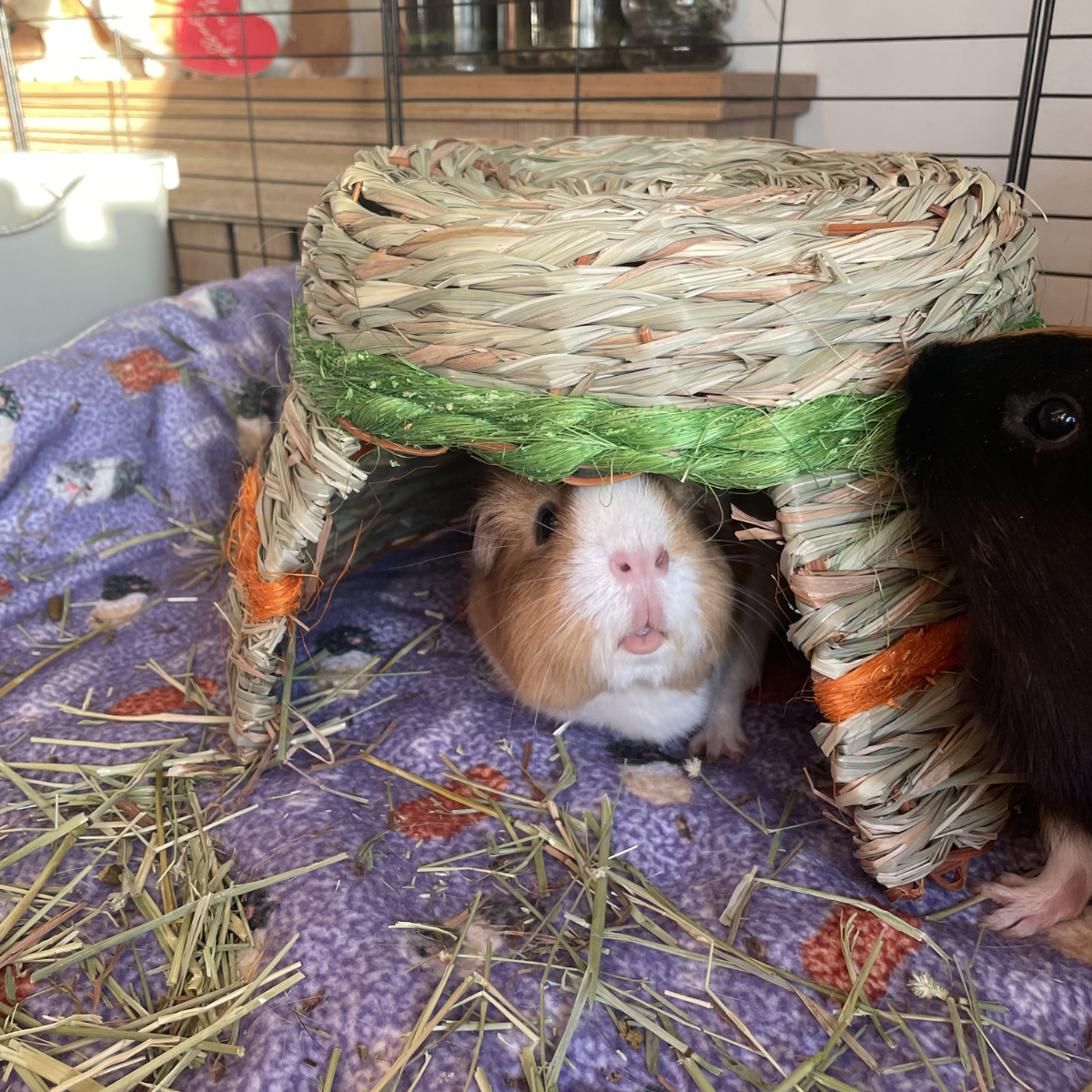Small Animal Grassy Hut