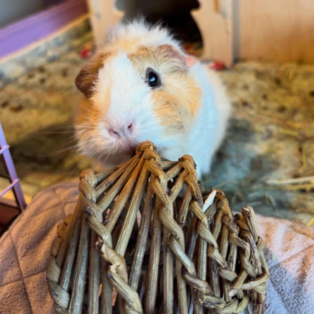 Small Animal Willow Value Pack