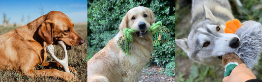 Best Dog Toys UK: 10 Toy Types Every Dog Owner Needs