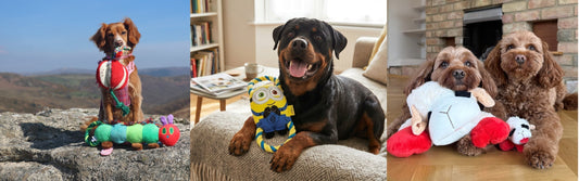 Introducing Happy Pet Exclusive Licenses