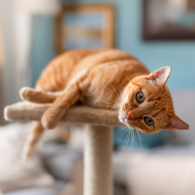 Cat Play