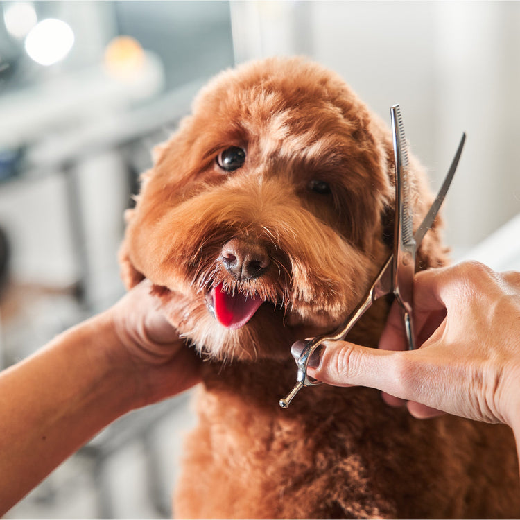 Dog Grooming