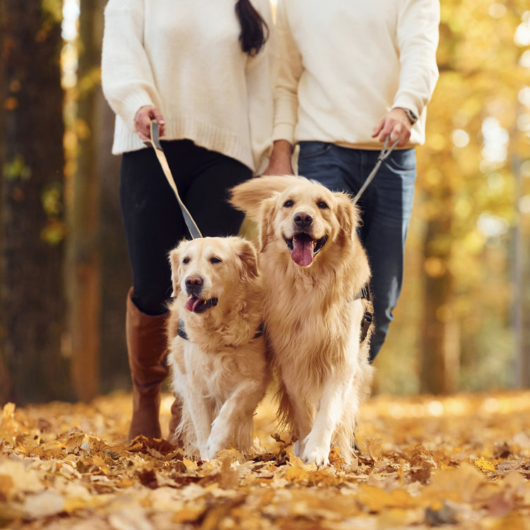 Walk