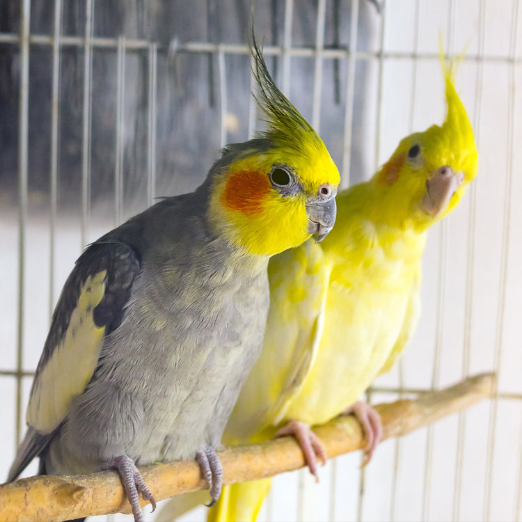 Bird Housing