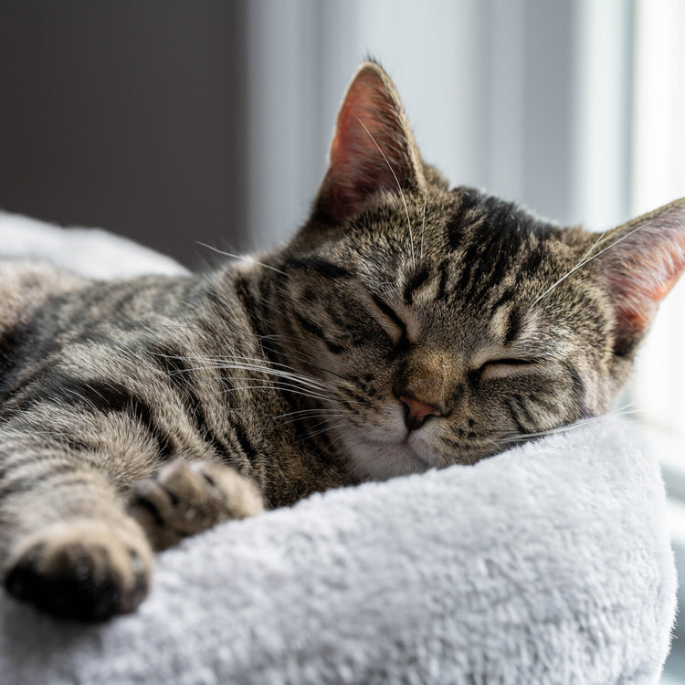 Cat Bedding