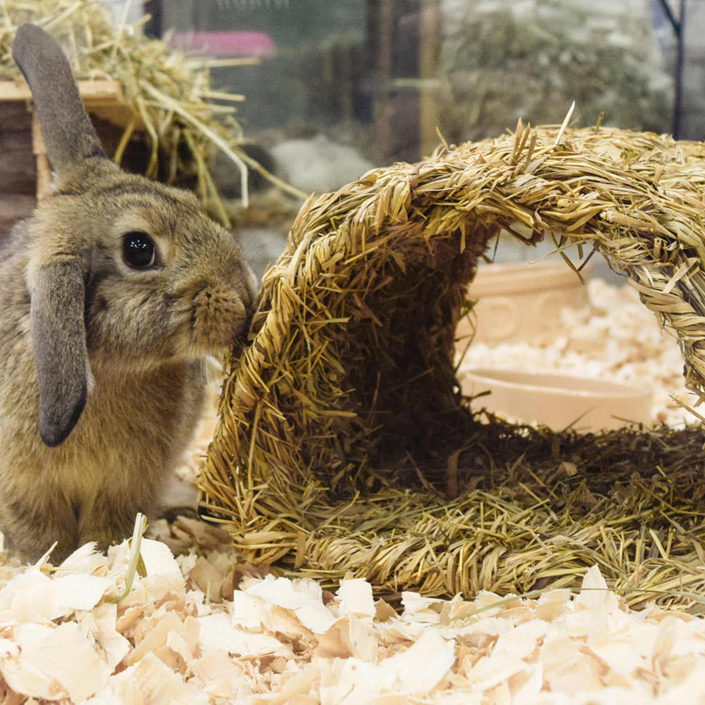 Small Animal Grassy Tunnel