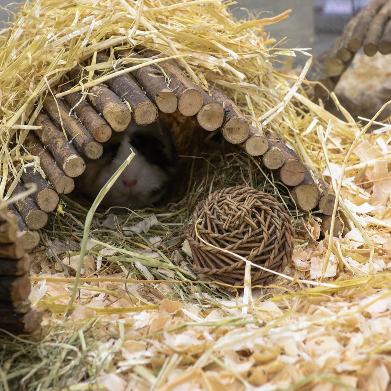rabbit hiding in wooden tunnel hide made from natural wooden sticks