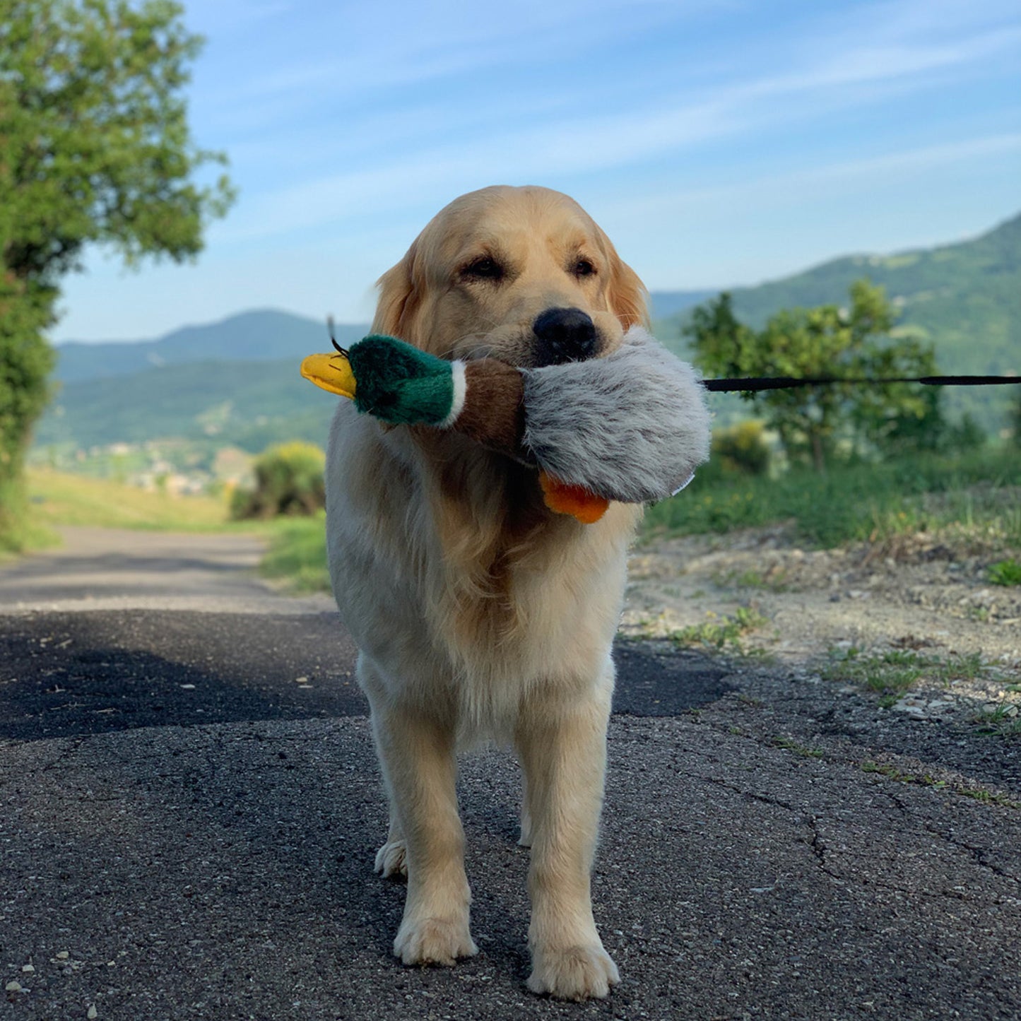 Migrator Mallard Soft Dog Toy