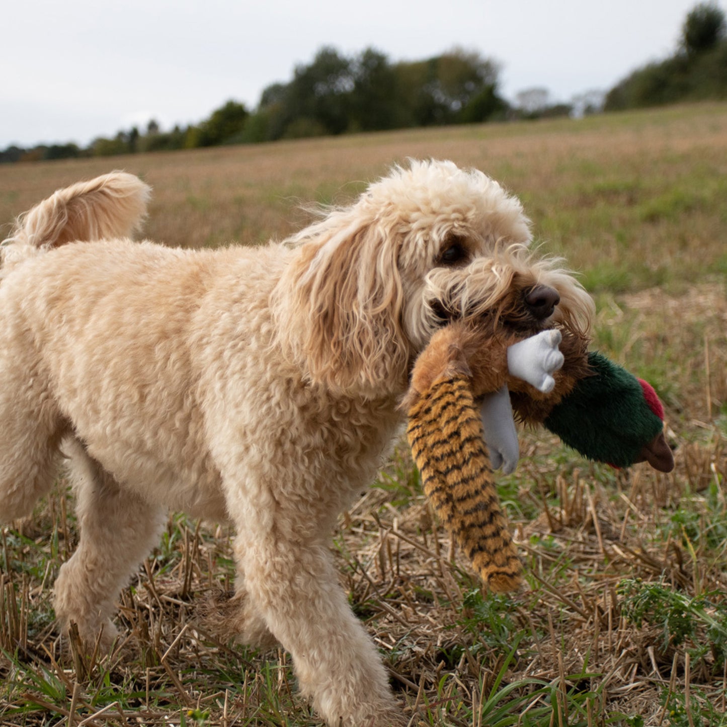 Migrator Pheasant Soft Dog Toy