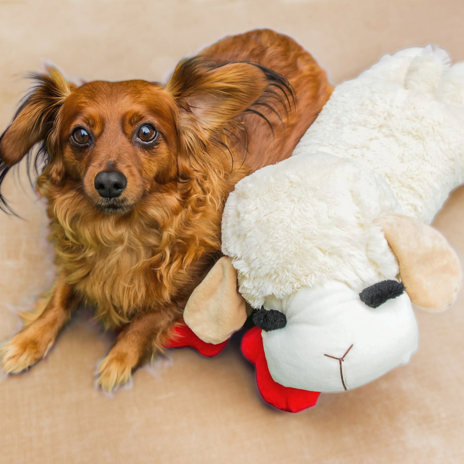 small dog laid with large lamb chop soft dog toy