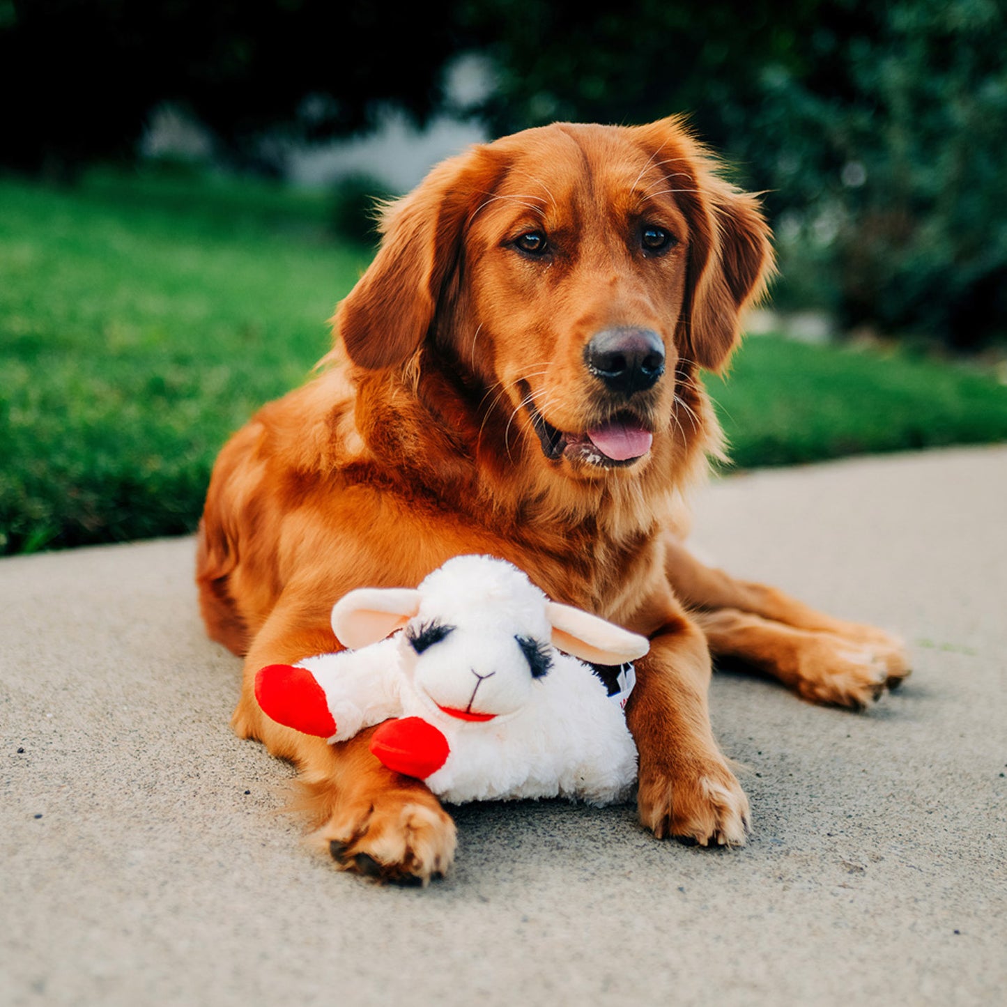golden dog with tongue out sat with a medium lamb chop soft dog toy