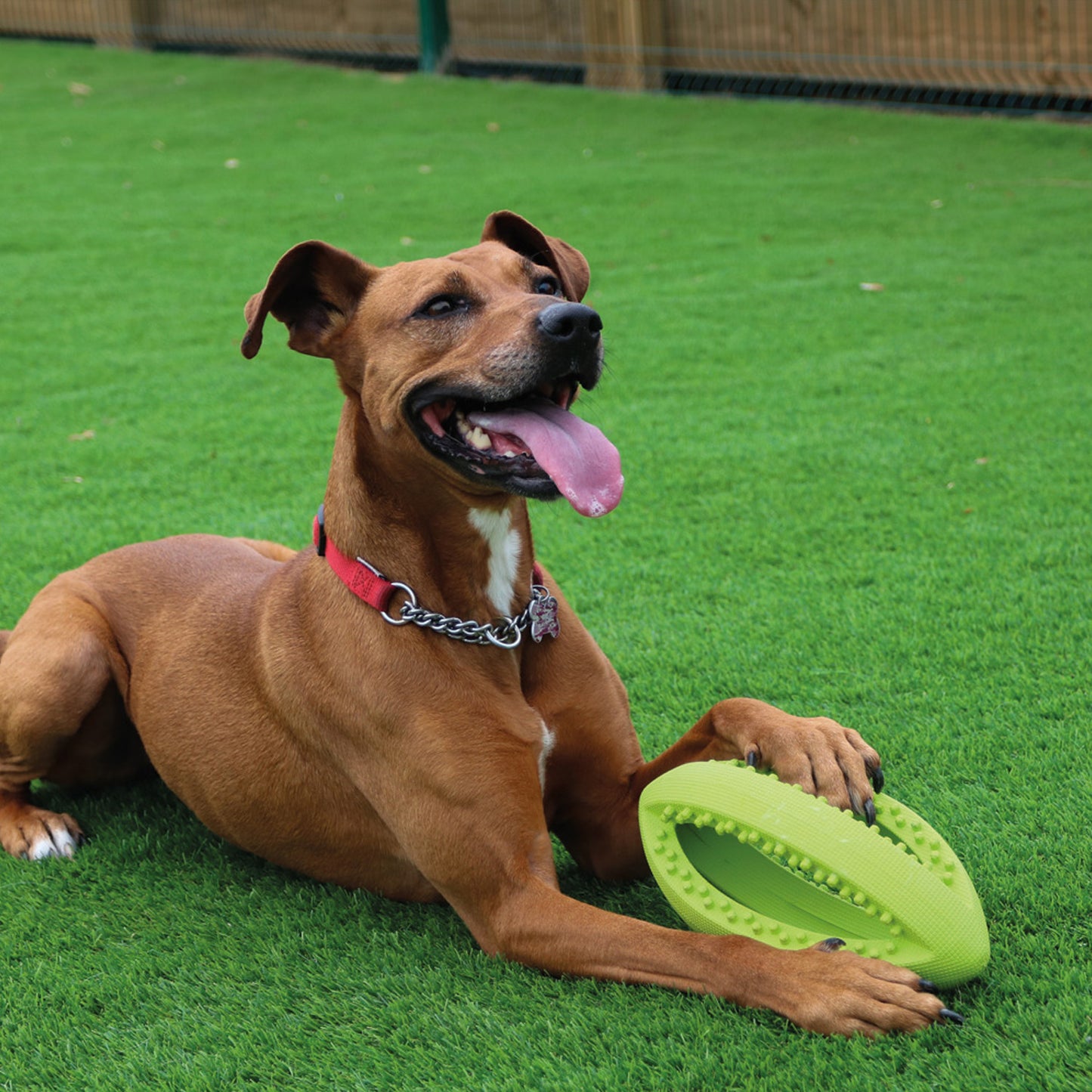 Grubber Tough Rugby Ball Dog Toy