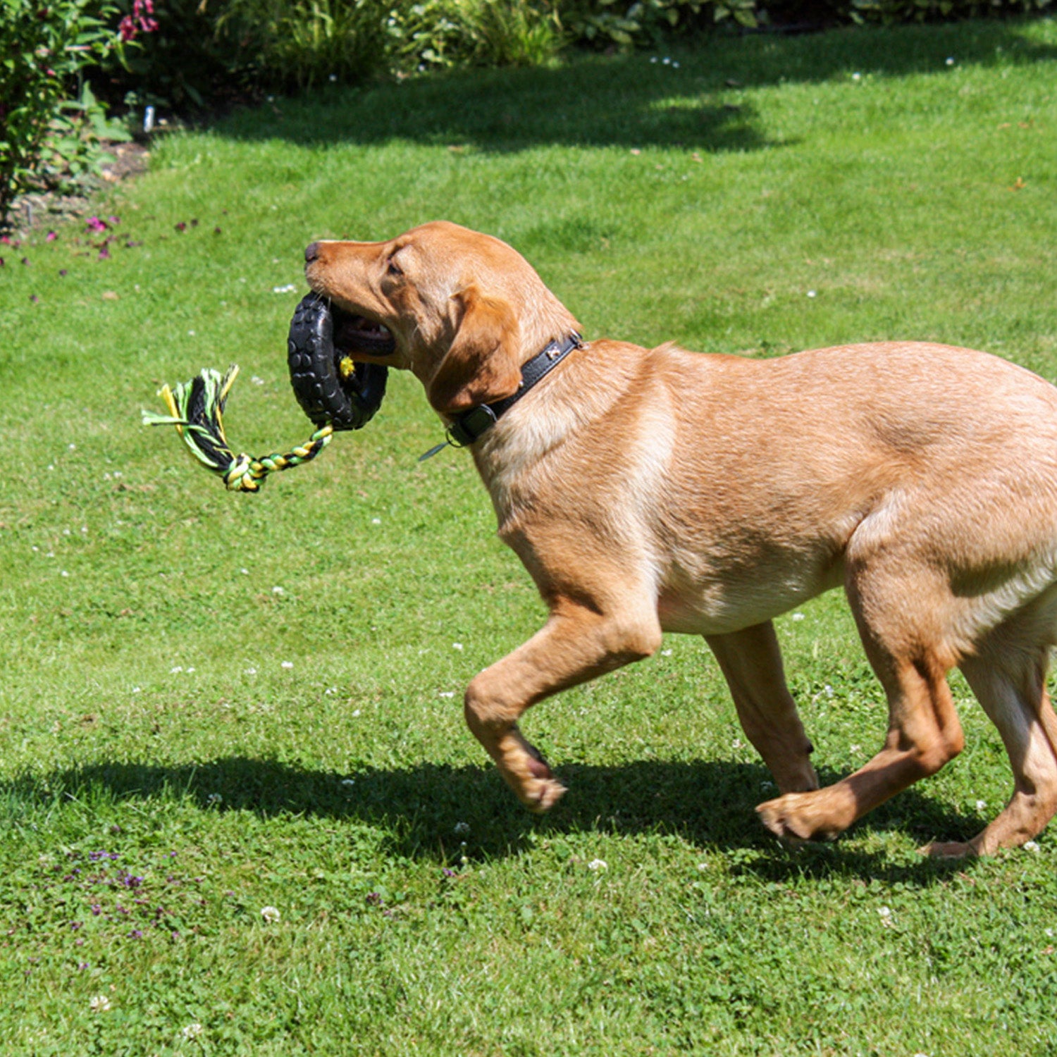 dog running with tough black tyre dog toy with durable rope