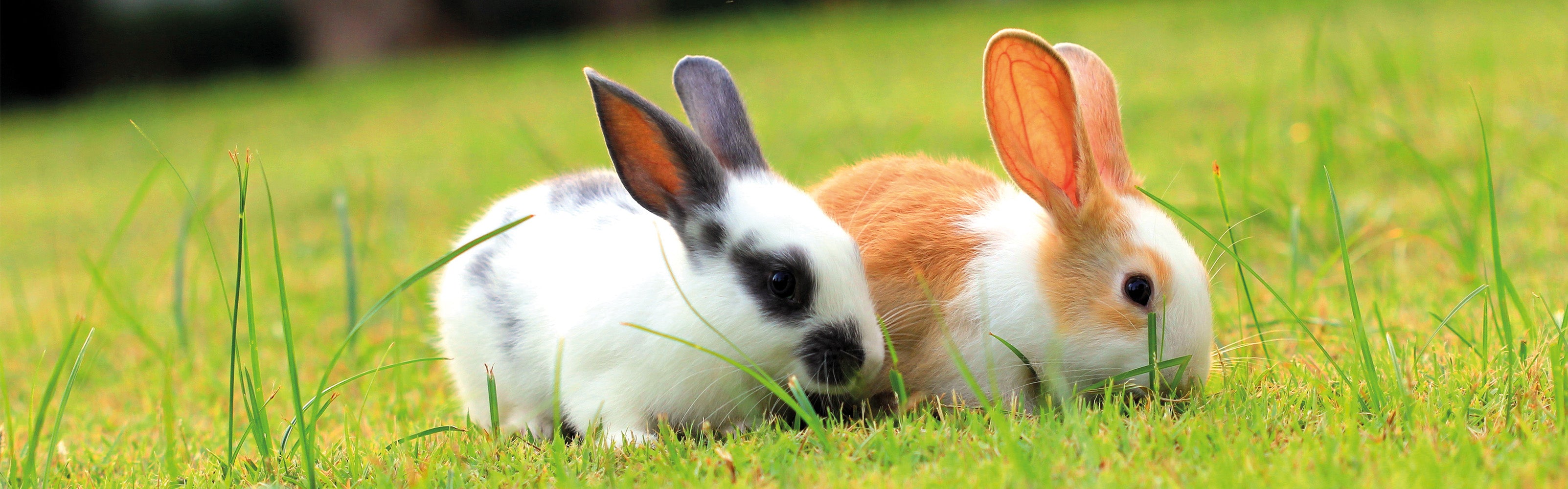 two bunny rabbits on the grass 