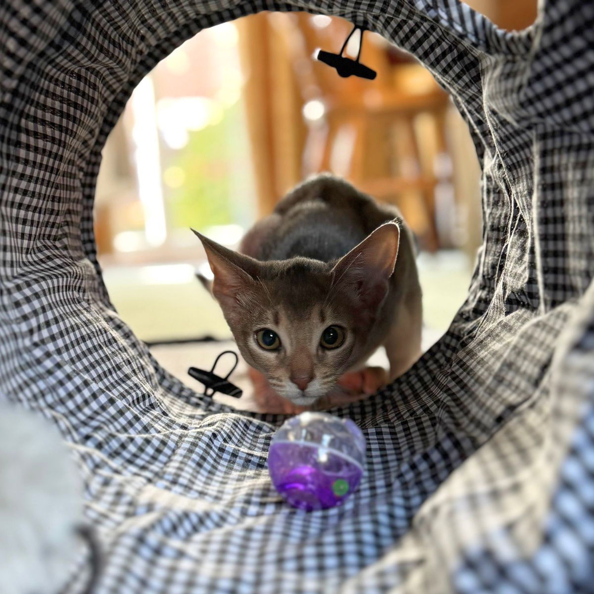 Tabby Patch Black Check Cat Tunnel