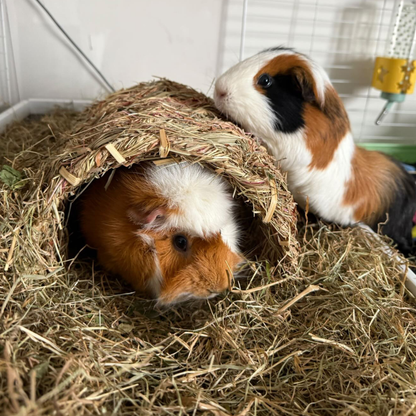 Small Animal Grassy Tunnel