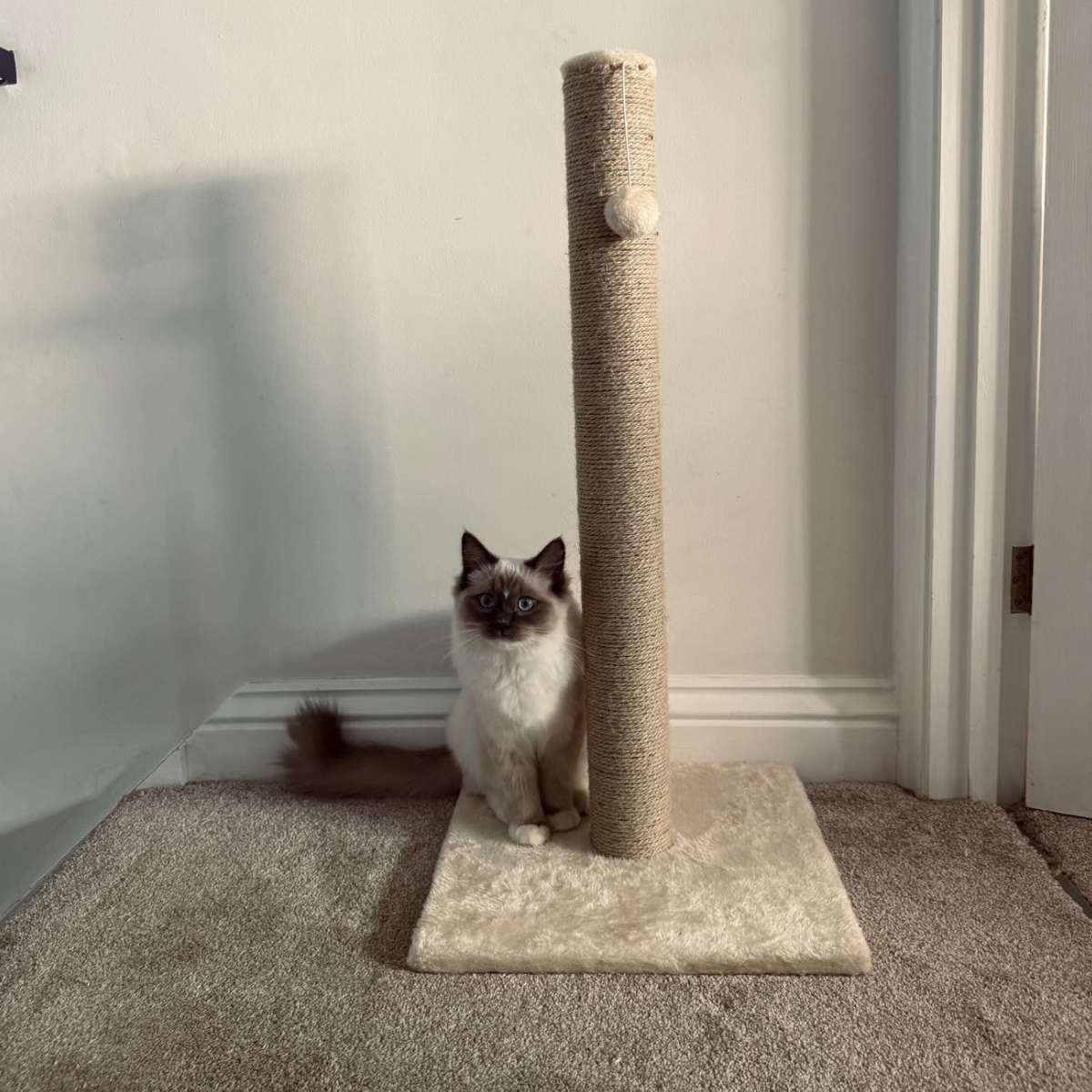 Navar II Cat Scratch Post