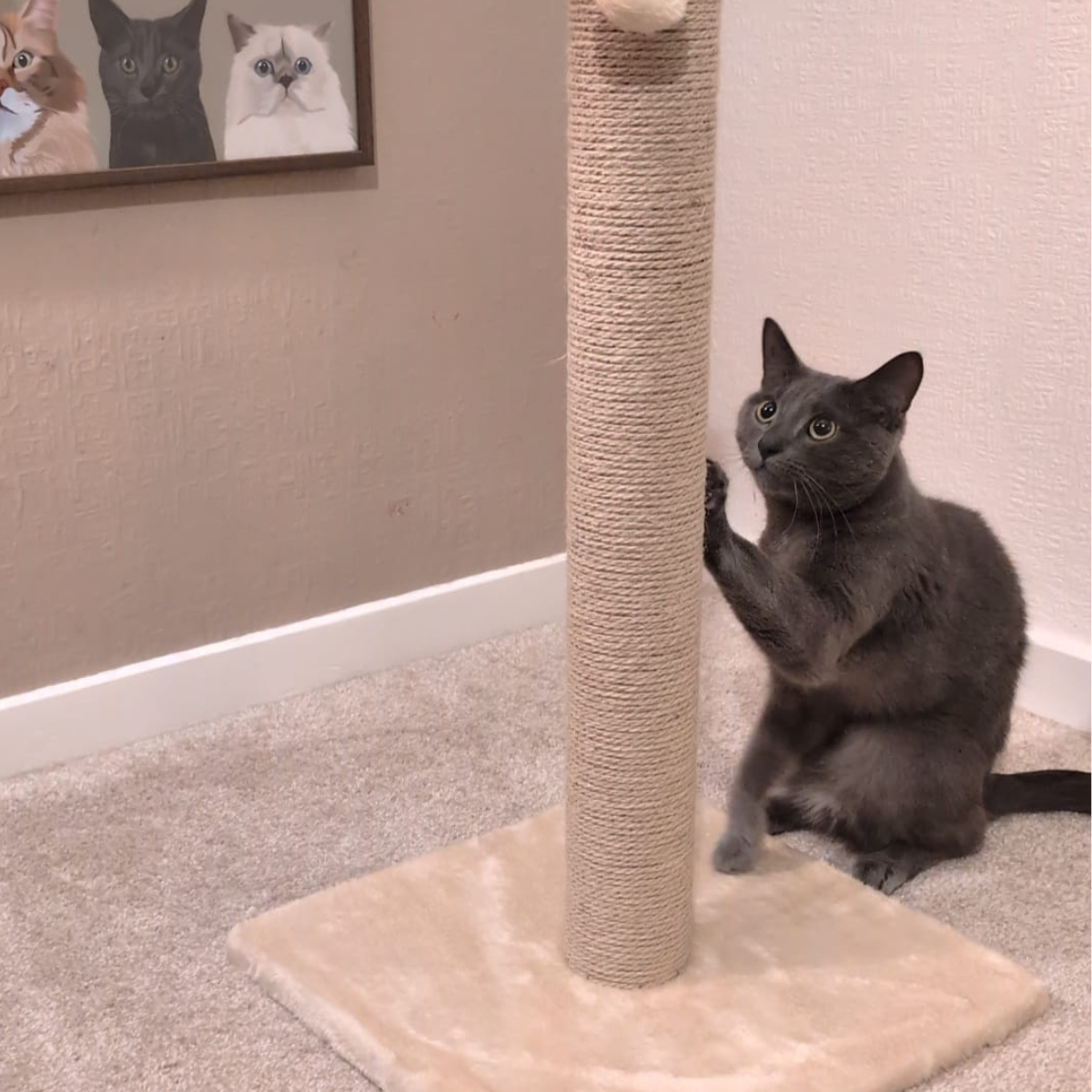 Navar II Cat Scratch Post