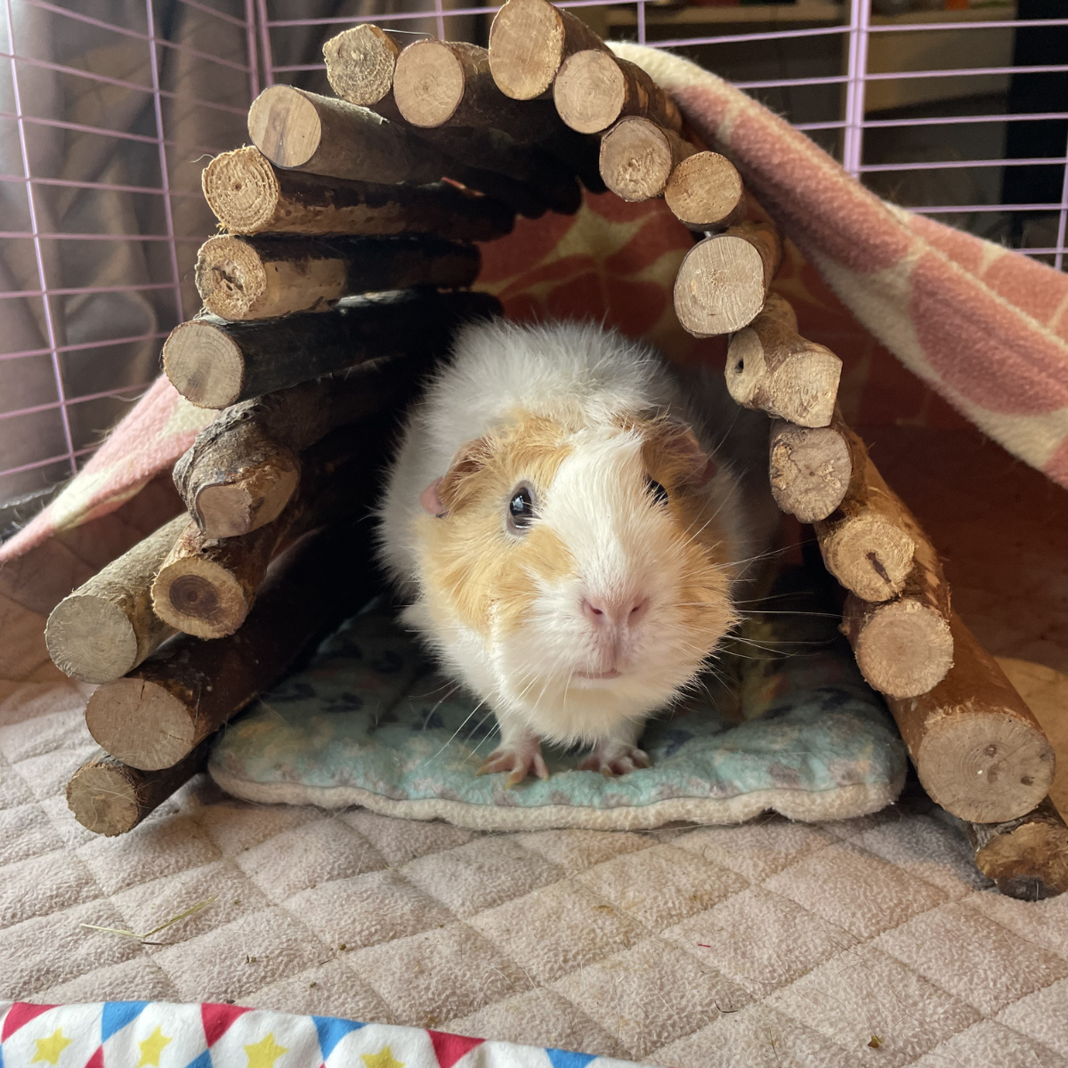 Small Animal Playstix