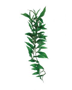 Komodo Persian Lily Silk Vine